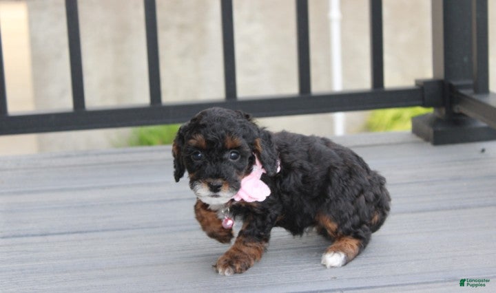 Miniature Poodle dogs Athena  - Ad 2