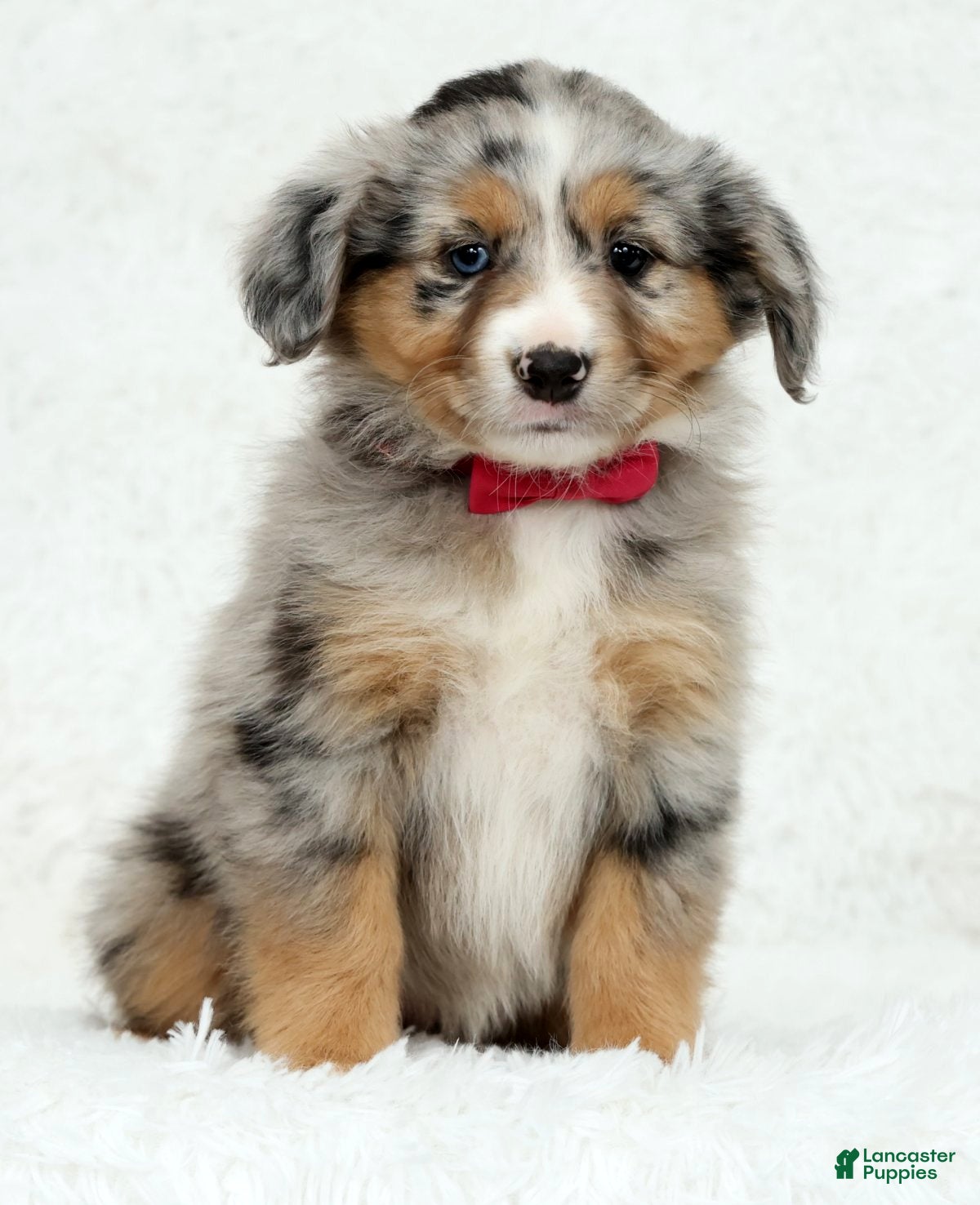 Australian Shepherd dogs Ruby - Ad 2