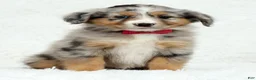 Australian Shepherd dogs for sale: Ruby - Ad 2