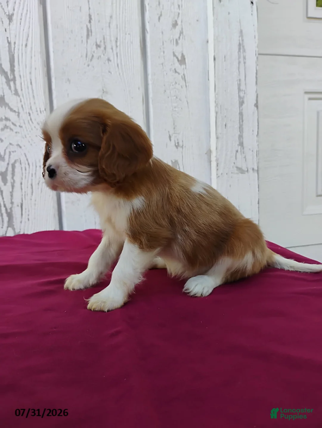 Cavalier King Charles Spaniel dogs for sale: Darcy - Ad 3