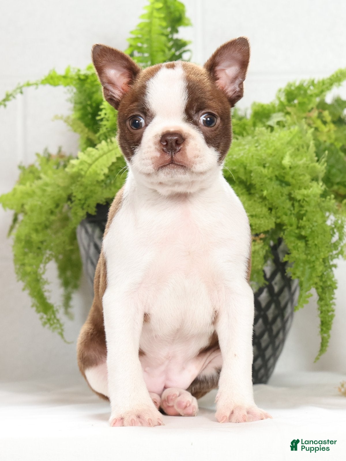 Boston Terrier dogs Missy - Ad 2