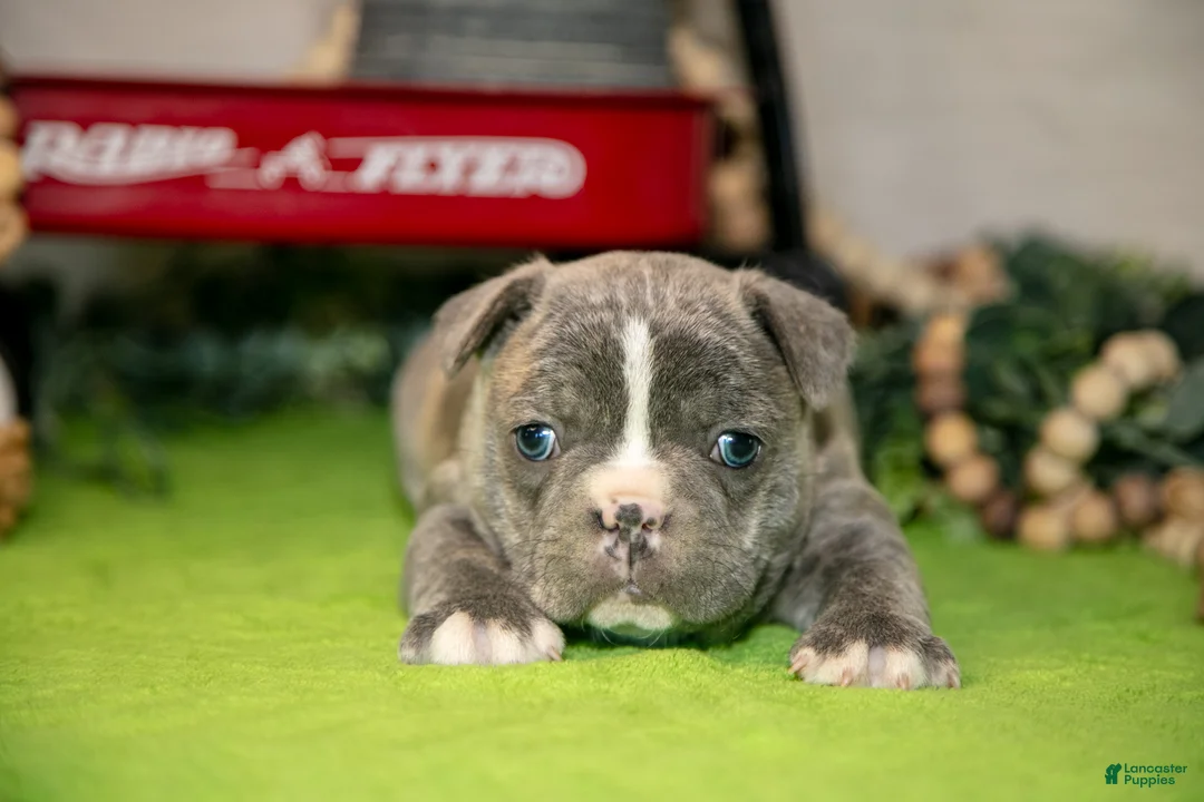 Frenchton dogs for sale: Vincent - Ad 3