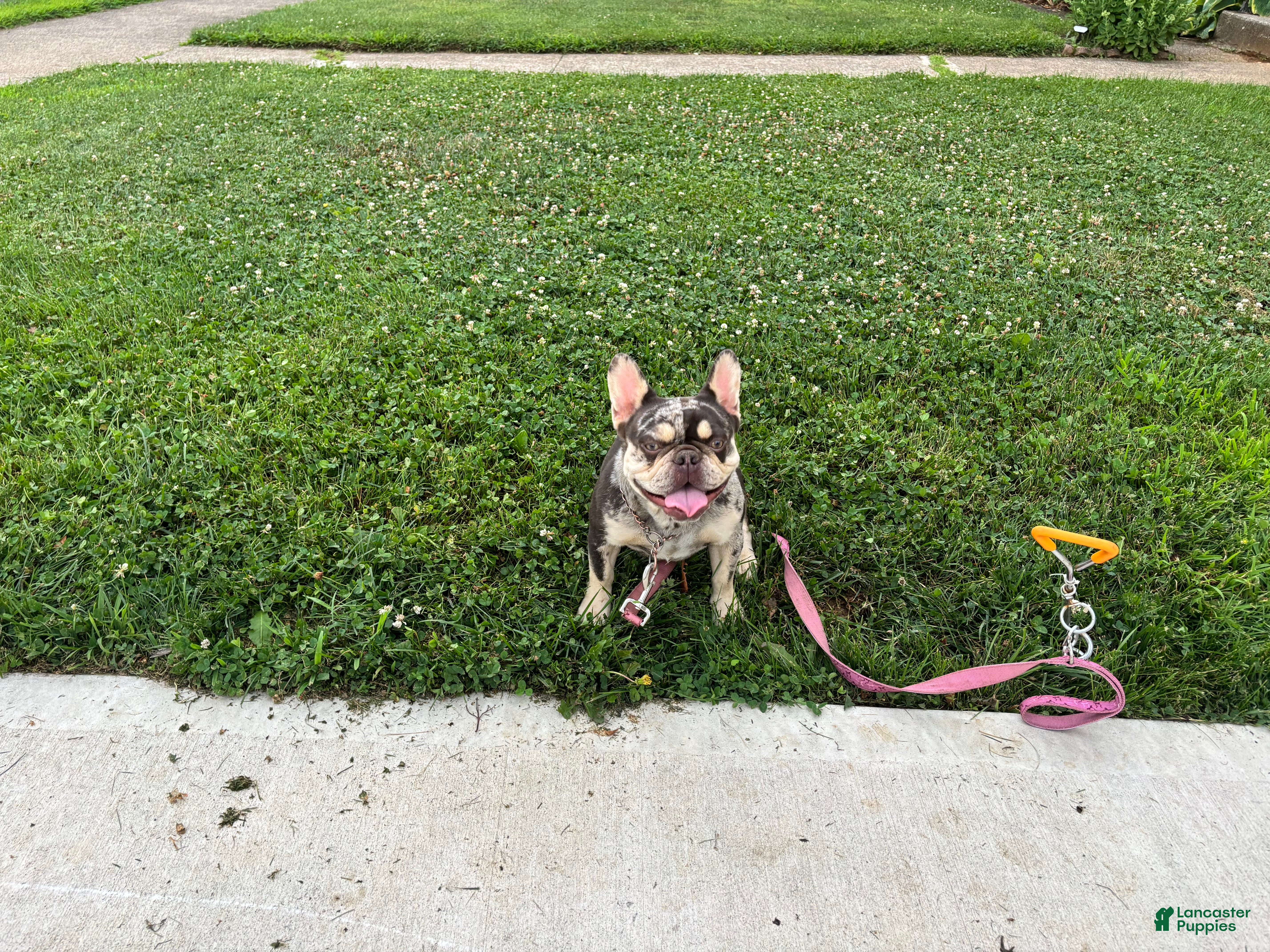 French Bulldog dogs 1 year old Merle French Bulldog  - Ad 6