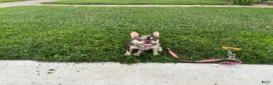 1 year old Merle French Bulldog 