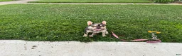 French Bulldog dogs for sale: 1 year old Merle French Bulldog  - Ad 1