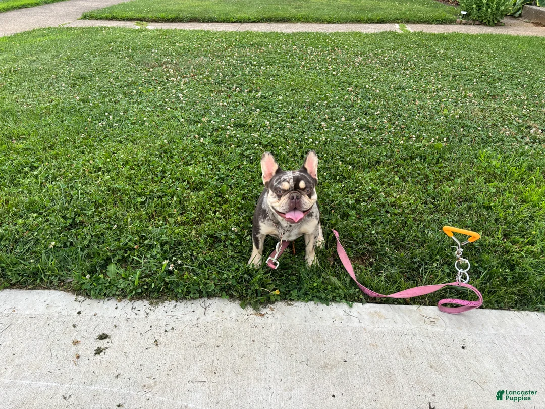 French Bulldog dogs for sale: 1 year old Merle French Bulldog  - Ad 1