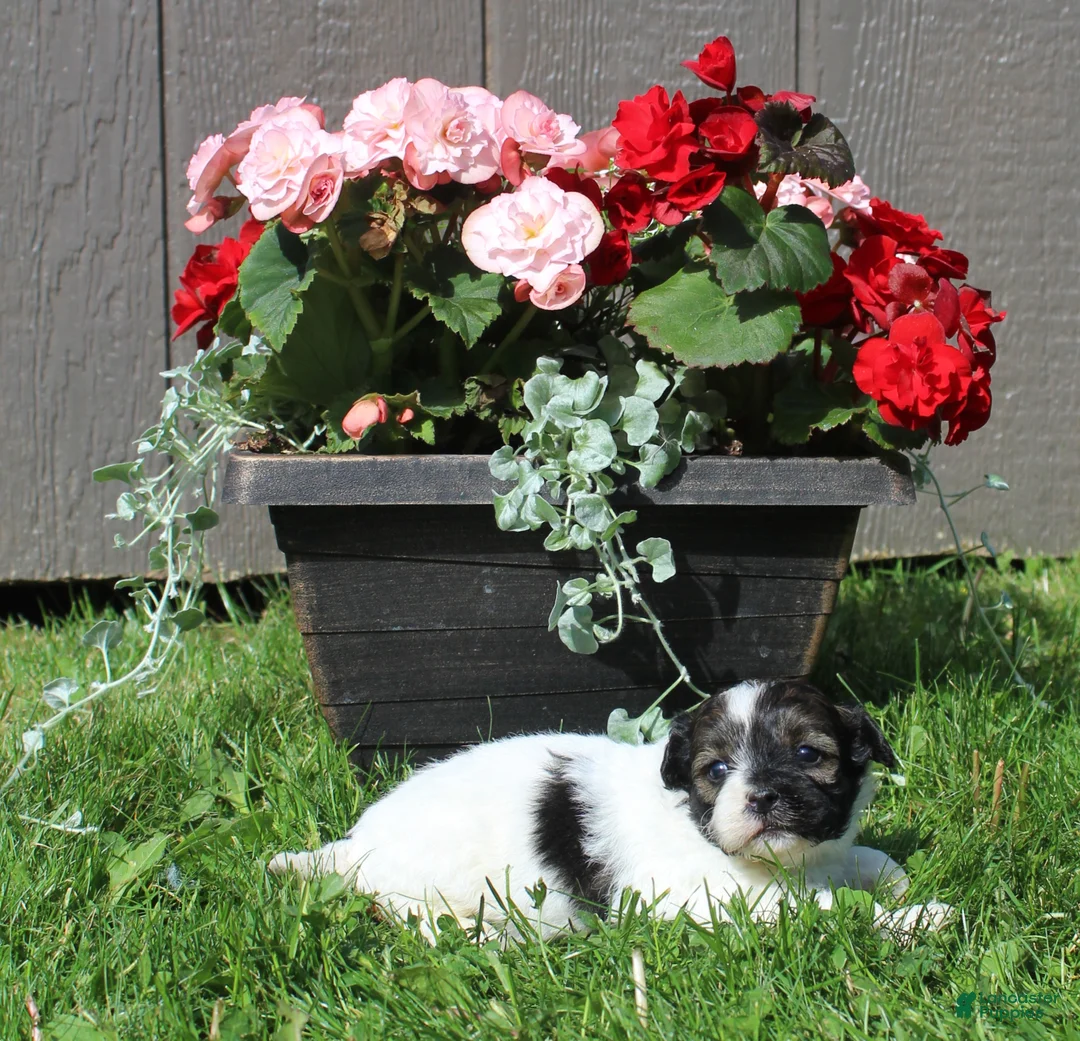 Shihpoo dogs for sale: Shihpoo *Max* - Ad 1
