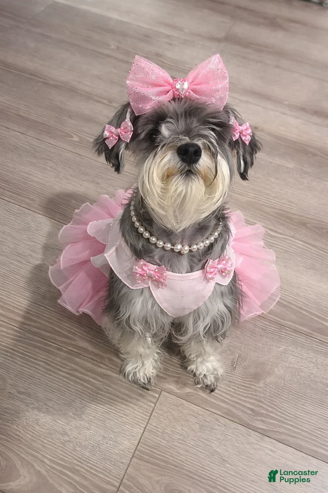 Miniature Schnauzer dogs for sale: Miniature Schnauzer Puppy 5 - Ad 2