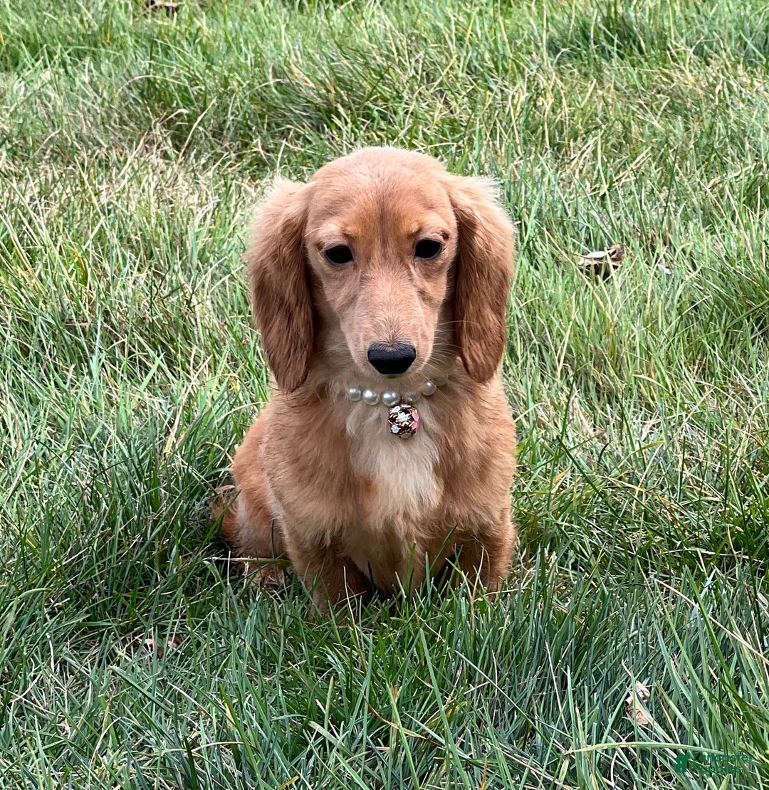 Miniature Dachshund dogs for sale: Female import puppy- uses pads - Ad 2