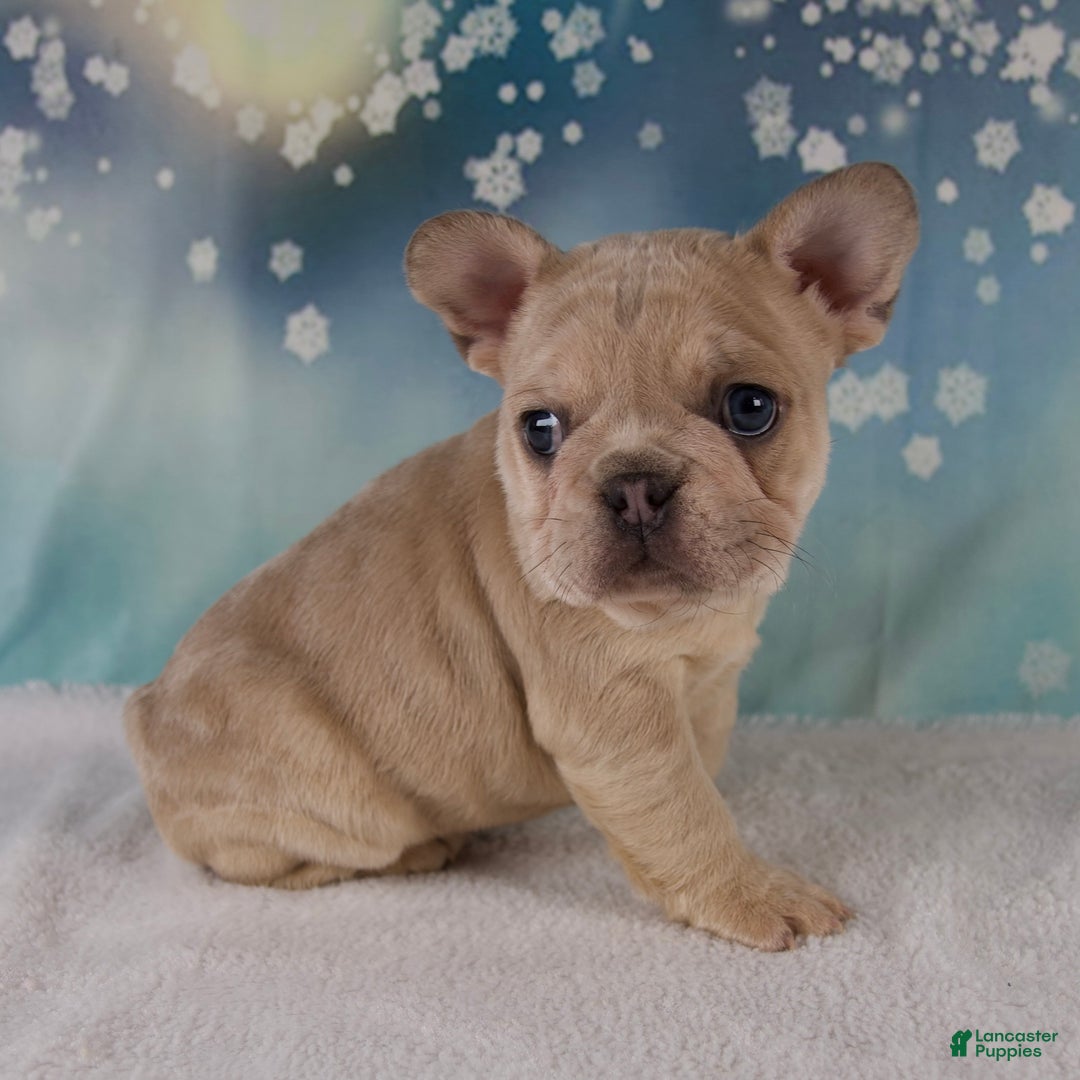 French Bulldog dogs for sale: Mika - Ad 4