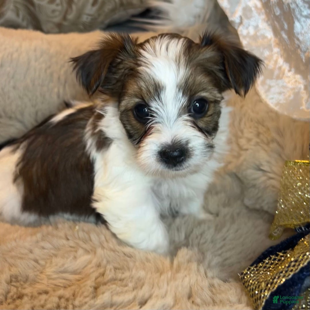 Mixed Breed dogs for sale: Blossom  - Ad 6