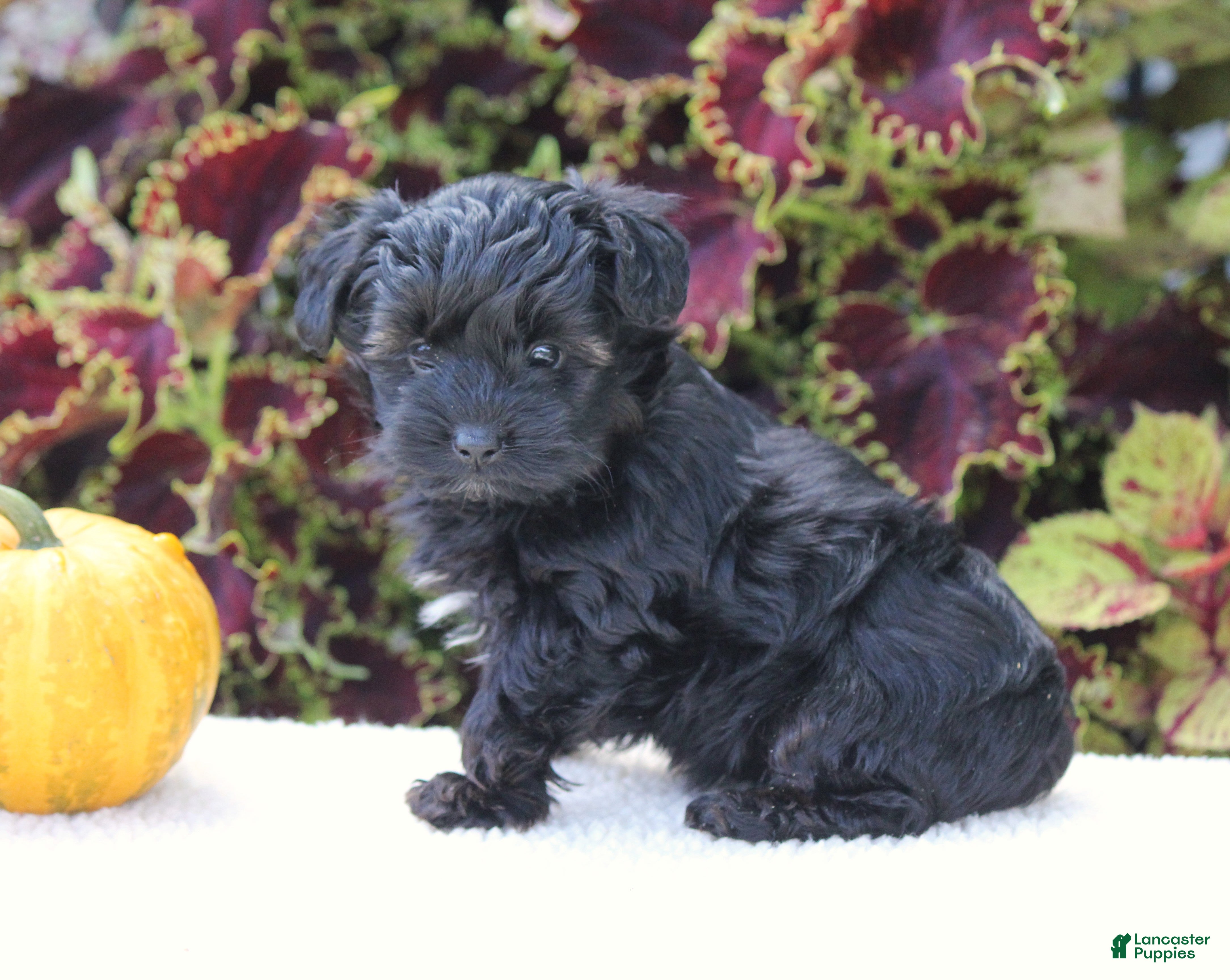 Yorkiepoo dogs Kate - Ad 2