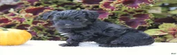 Yorkiepoo dogs for sale: Kate - Ad 2