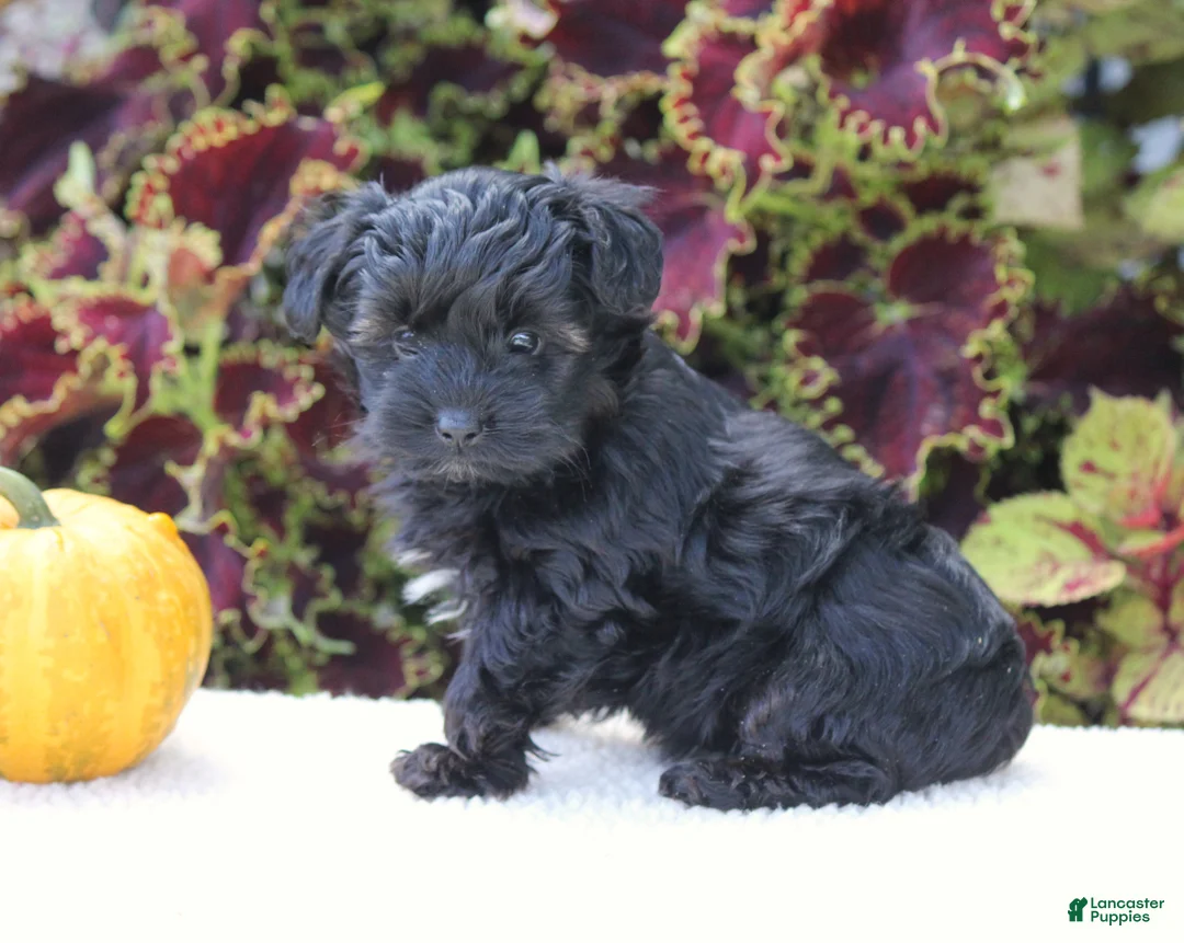 Yorkiepoo dogs for sale: Kate - Ad 2