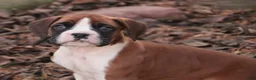 Boxer dogs for sale: Asher - Ad 3