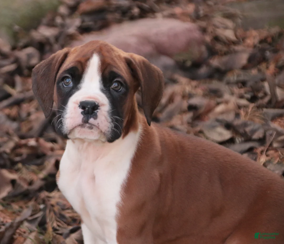 Boxer dogs for sale: Asher - Ad 3