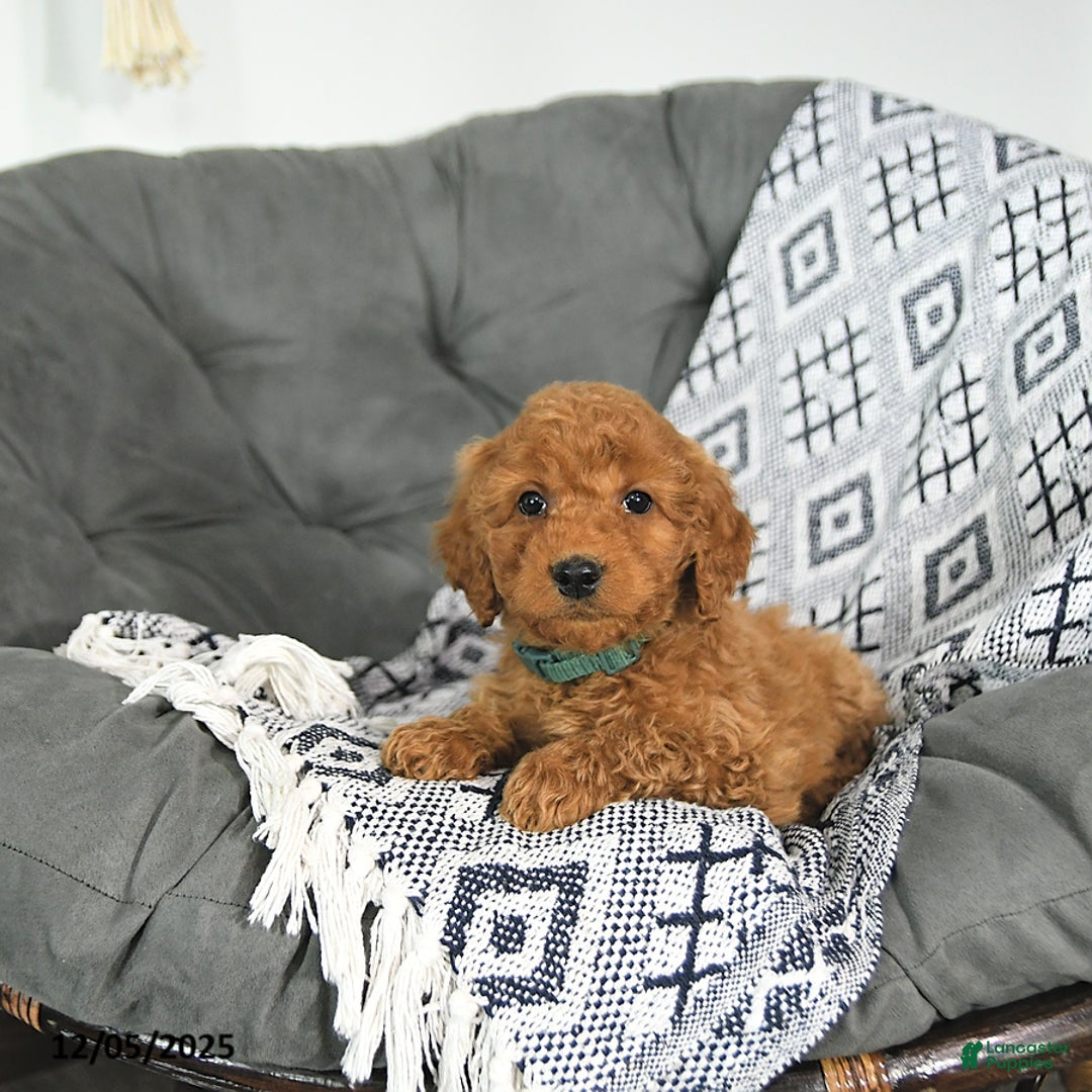 Mini Goldendoodle dogs for sale: Tinsel - Ad 2