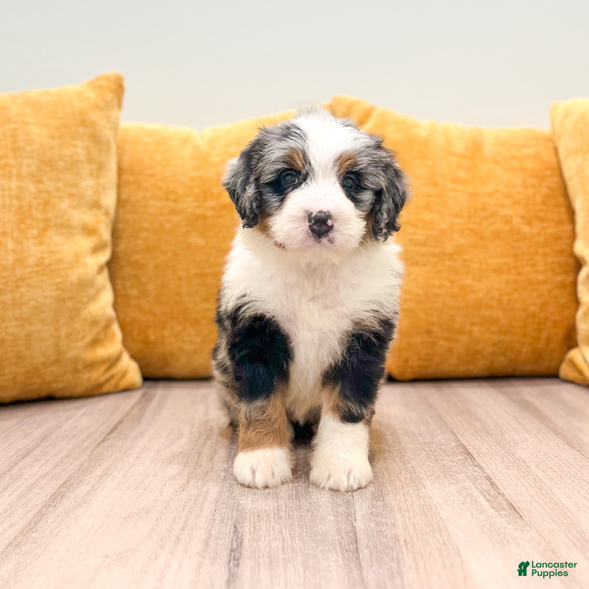 Mini Bernedoodle dogs Hazel - Ad 1