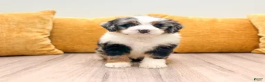 Hazel