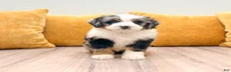 Mini Bernedoodle dogs for sale: Hazel - Ad 1