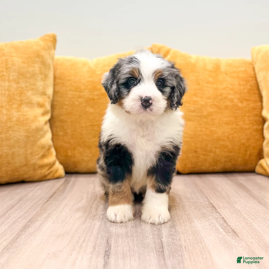 Mini Bernedoodle dogs for sale: Hazel - Ad 1