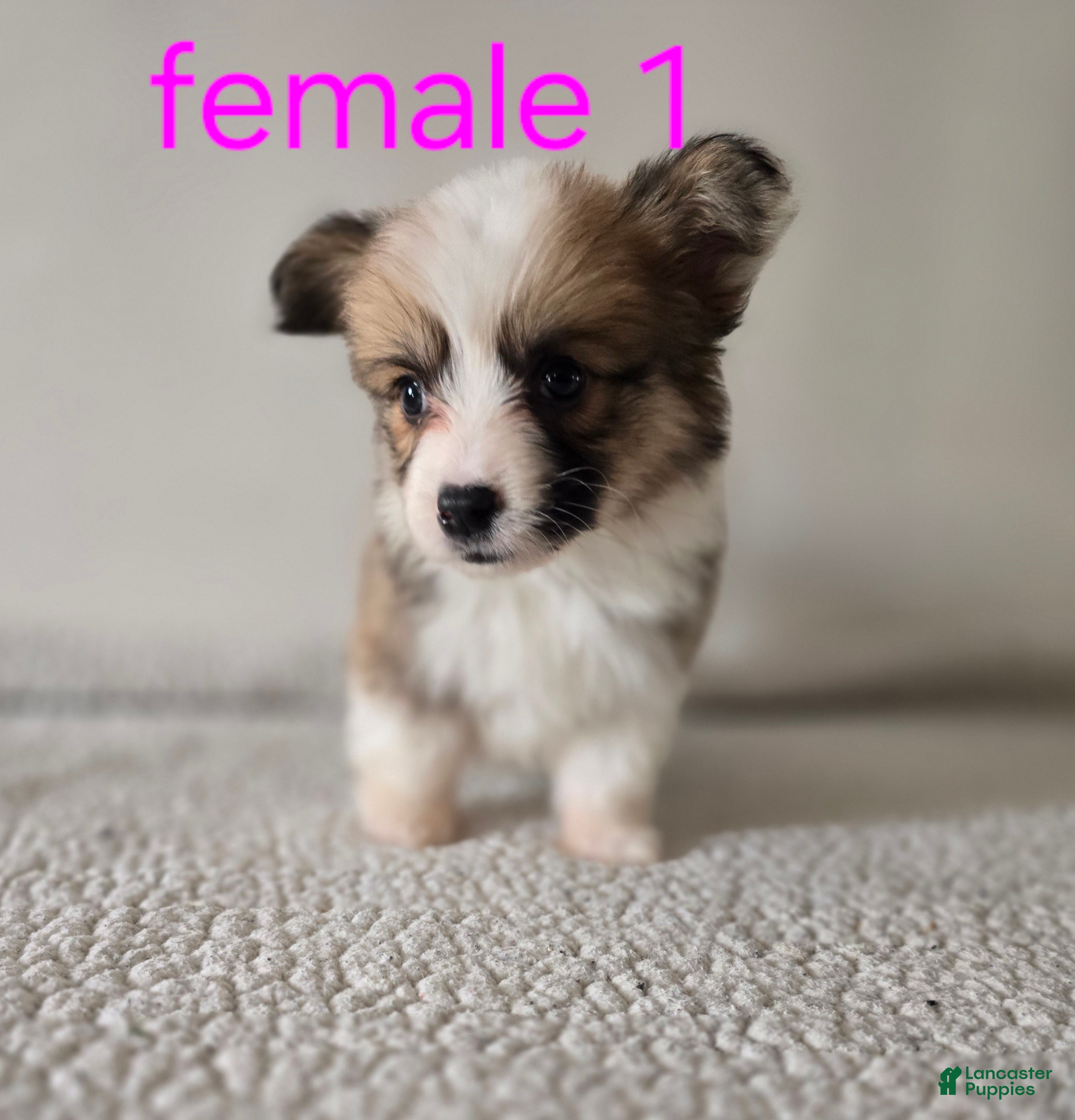 Mixed Breed dogs Female 1 - Ad 2