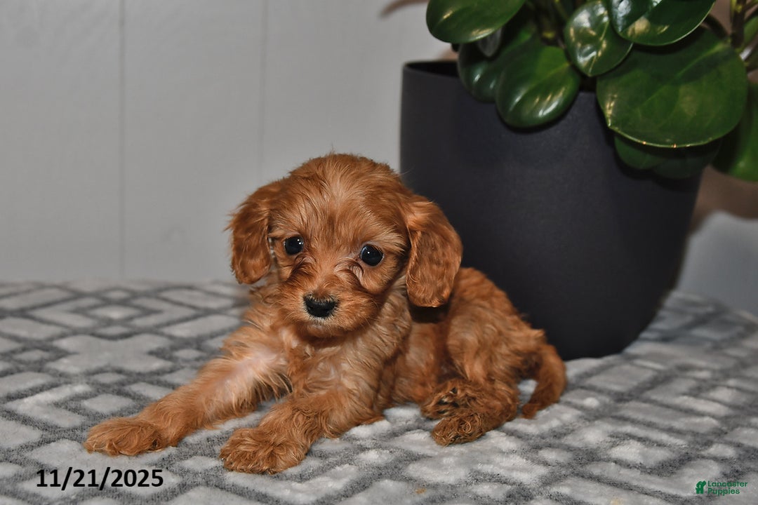 Cavapoo dogs for sale: Daisy - Ad 3