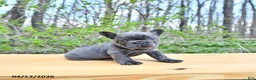 French Bulldog dogs for sale: Buddy - Ad 4