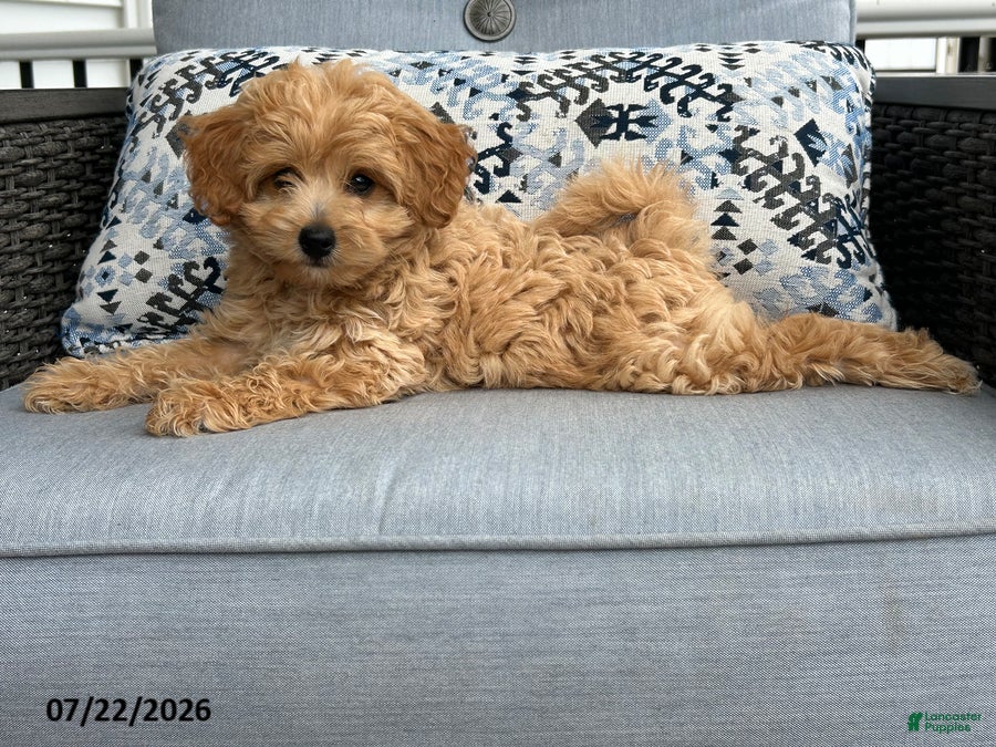Mixed Breed dogs Sweetie - Ad 2