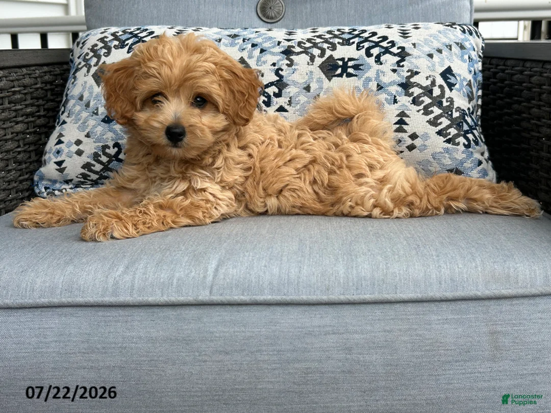 Mixed Breed dogs for sale: Sweetie - Ad 2