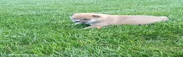 Shiba Inu dogs for sale: Ringles - Ad 3