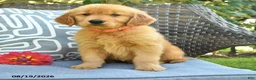 Golden Retriever dogs for sale: Mark - Ad 3