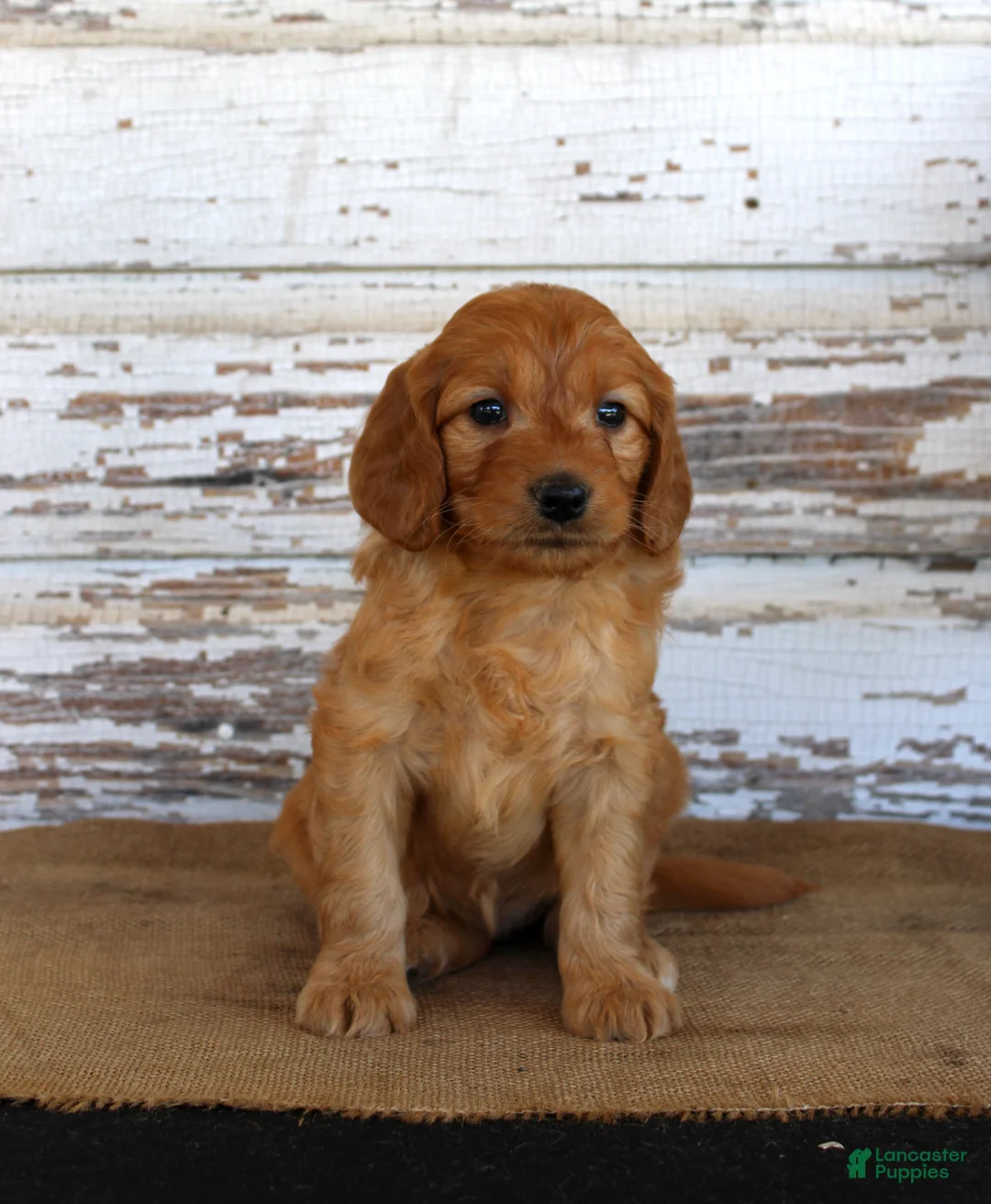 Mini Goldendoodle dogs for sale: Janie - Ad 1