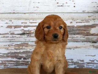 Mini Goldendoodle dogs Janie - Ad 23