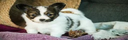 Papillon dogs for sale: Janie - Ad 7