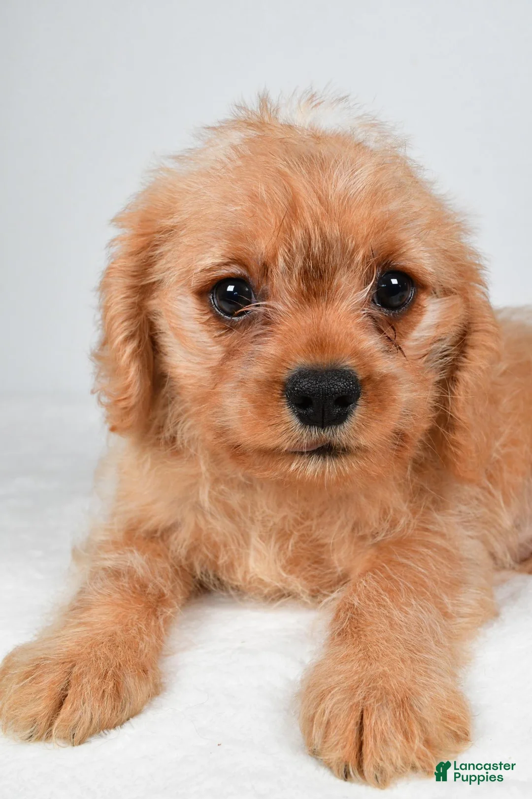 Mixed Breed dogs for sale: Brittany - Ad 5