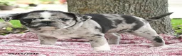 Mixed Breed dogs for sale: Harmony - Ad 2