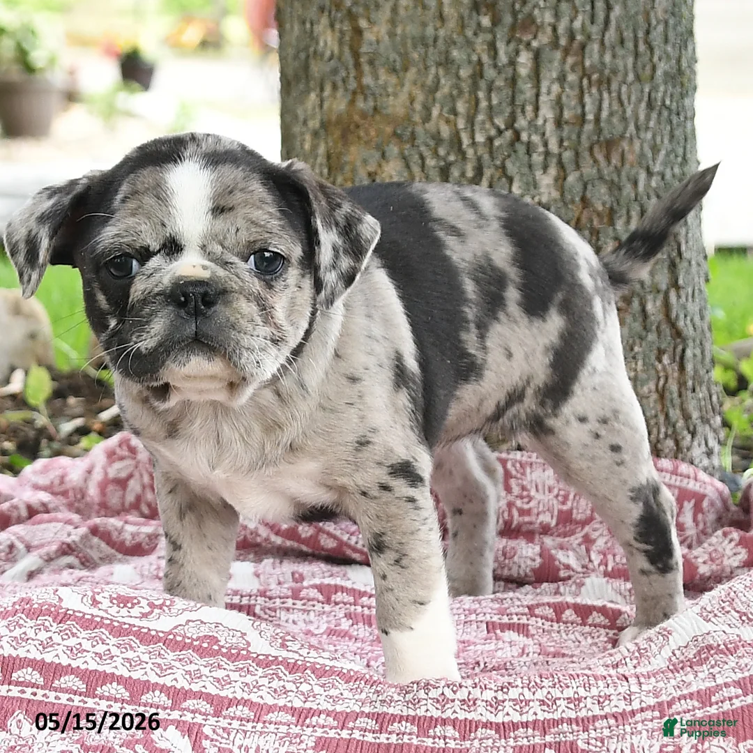 Mixed Breed dogs for sale: Harmony - Ad 2
