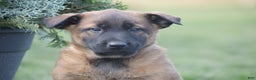 Belgian Malinois dogs for sale: Russell - Ad 2