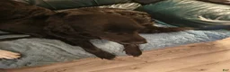 Great Pyrenees dogs for sale: Great Pyrenees 3 - Ad 2