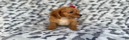 Cavapoo dogs for sale: Rissa - Ad 8