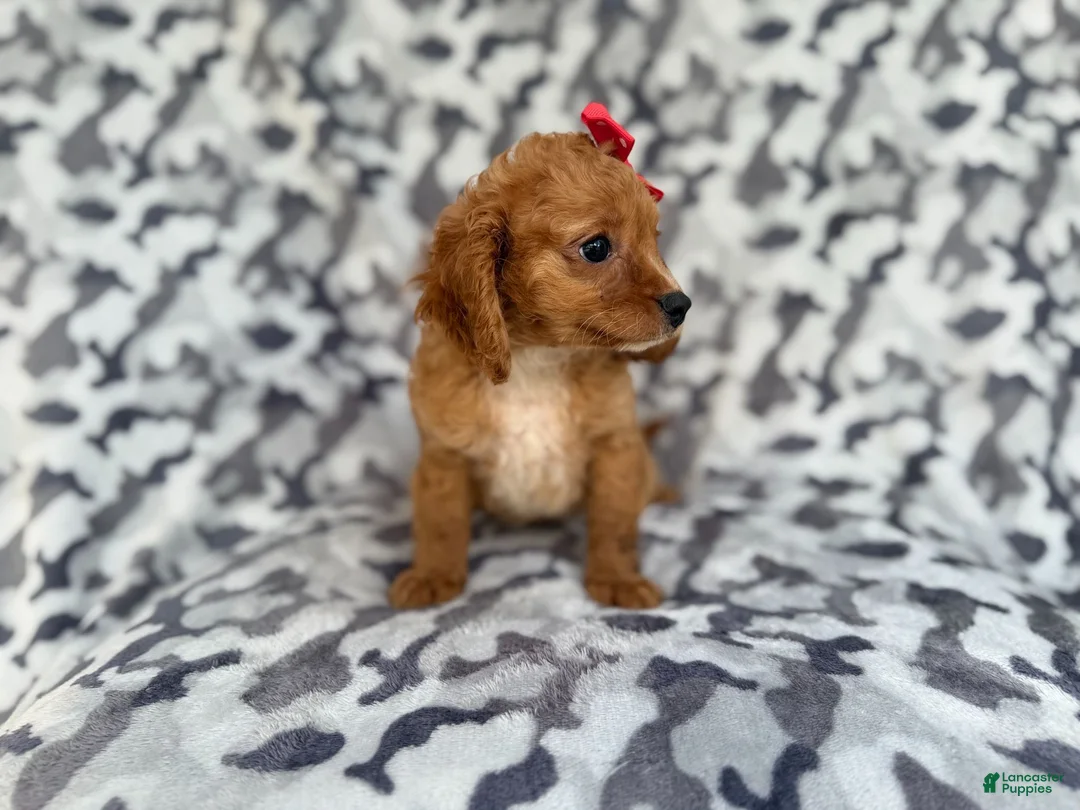 Cavapoo dogs for sale: Rissa - Ad 8