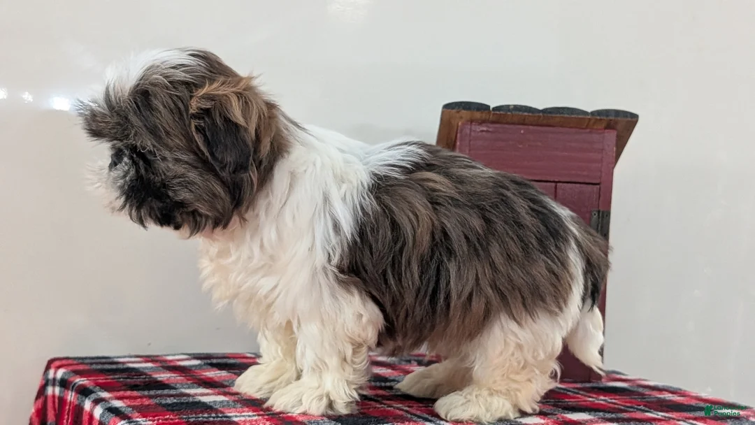 Shih Tzu dogs for sale: Cash - Ad 8