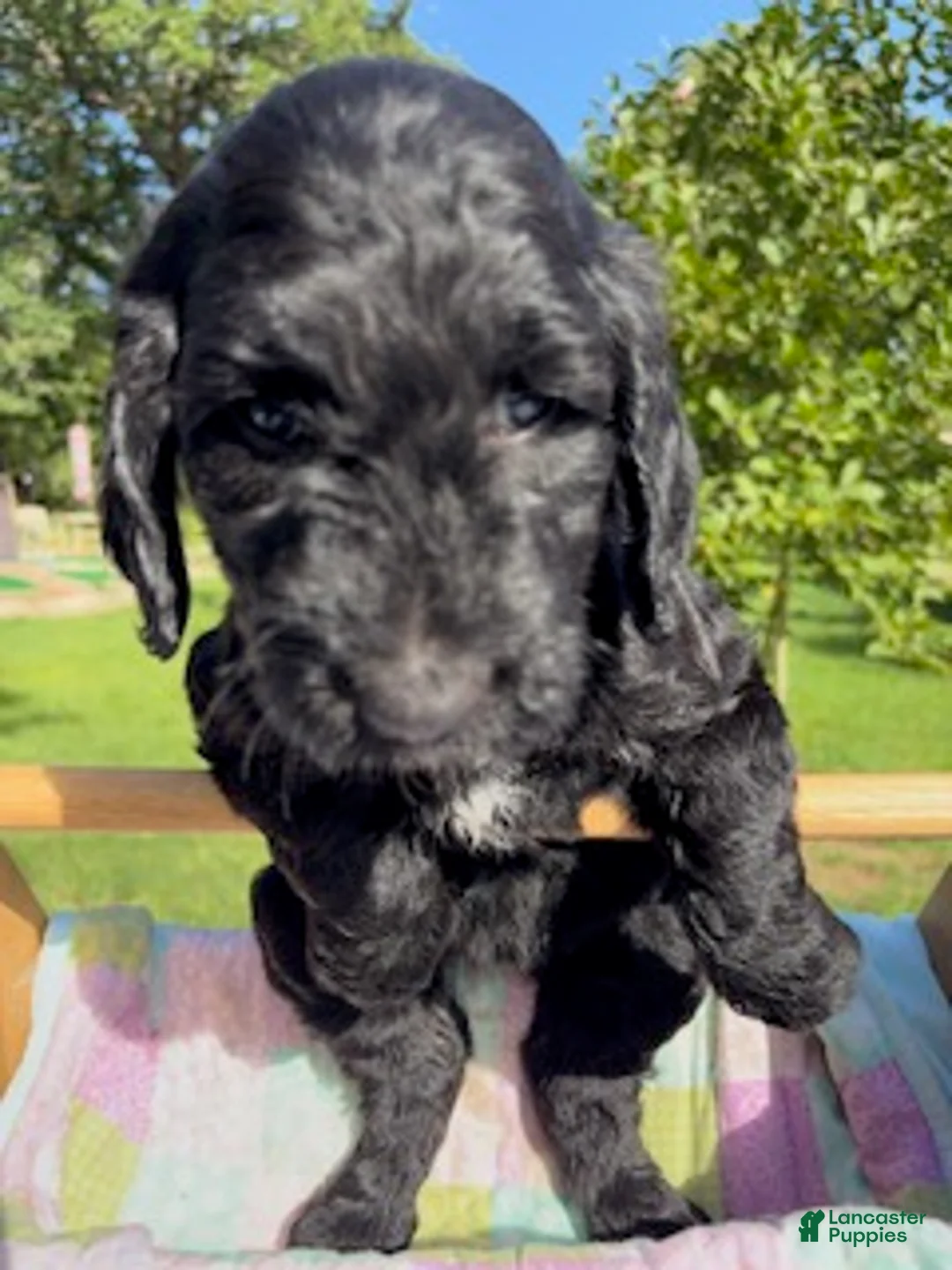Goldendoodle dogs for sale: Sunshine - Ad 1