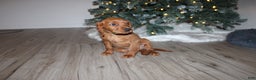 Mixed Breed dogs for sale: gretchen - Ad 5