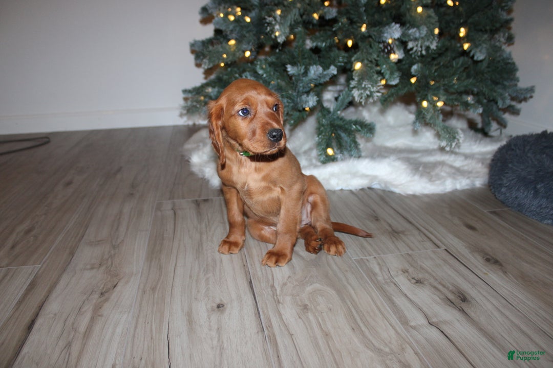 Mixed Breed dogs for sale: gretchen - Ad 5