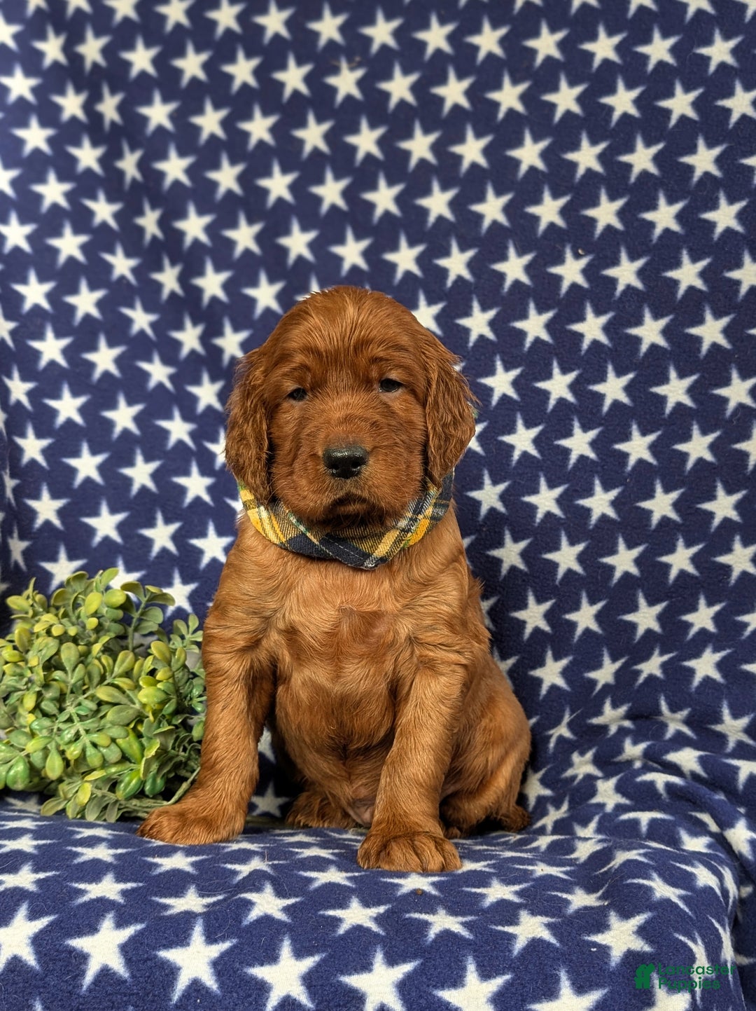 Irish Setter dogs for sale: Chase - Ad 4