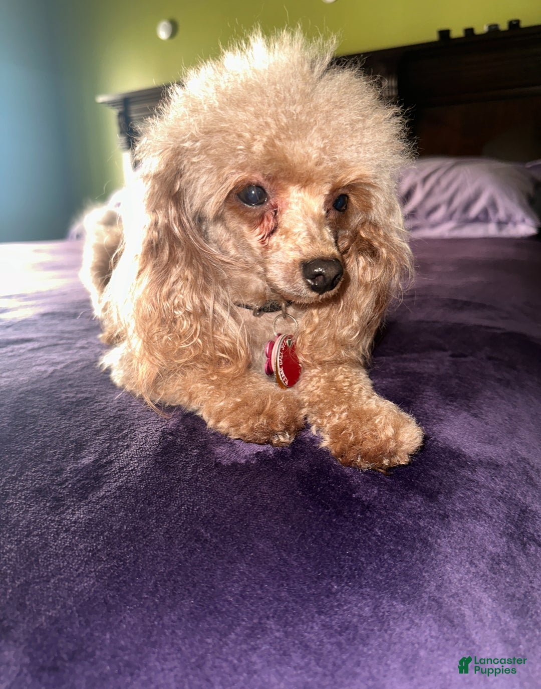 Toy Poodle dogs for sale: Charlie - Ad 5