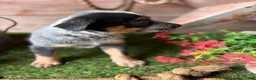 Australian Cattle Dog dogs for sale: Indigo - Ad 2