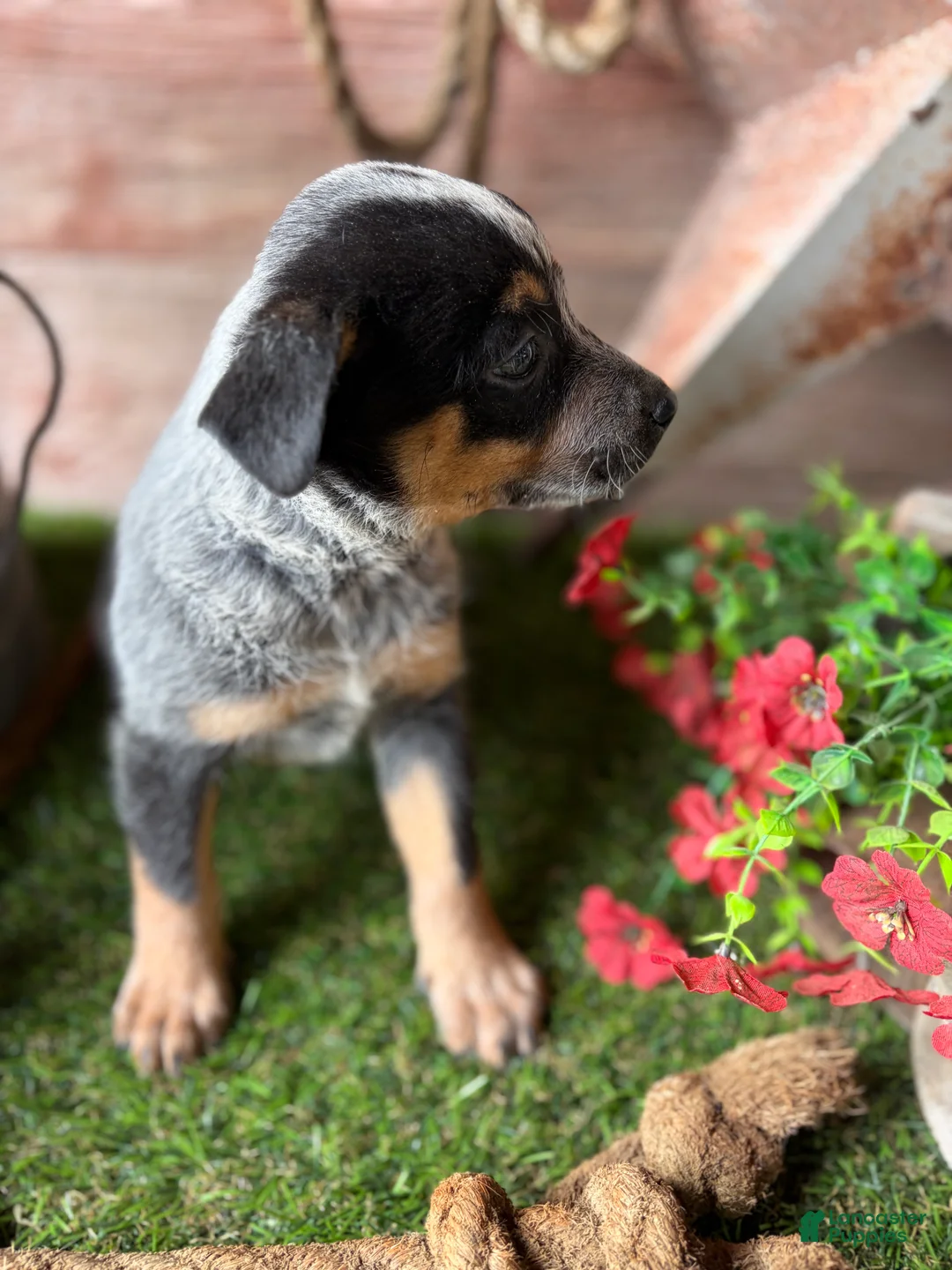 Australian Cattle Dog dogs for sale: Indigo - Ad 2